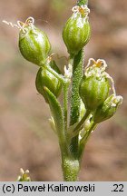 Silene borysthenica (lepnica drobnokwiatowa)