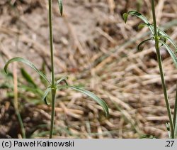 Silene borysthenica (lepnica drobnokwiatowa)