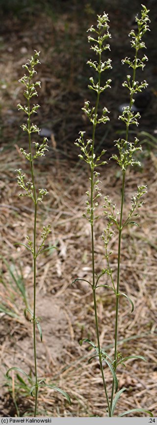 Silene borysthenica (lepnica drobnokwiatowa)