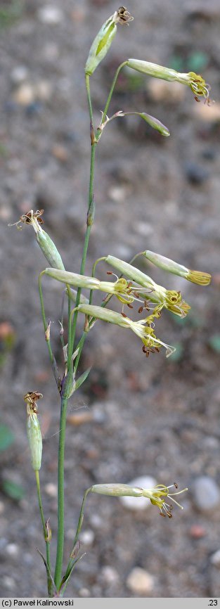 Silene chlorantha (lepnica zielonawa)