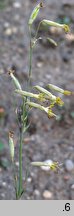 Silene chlorantha (lepnica zielonawa)