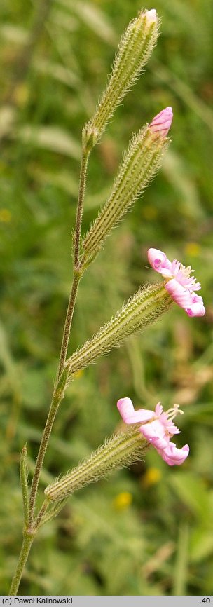 Silene trinervia (lepnica trójnerwowa)