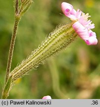 Silene trinervia (lepnica trójnerwowa)