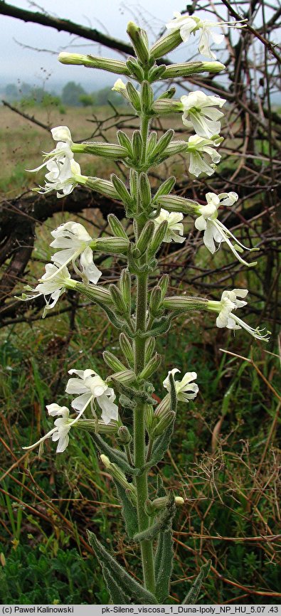 Silene viscosa (lepnica lepka)