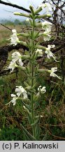 Silene viscosa (lepnica lepka)