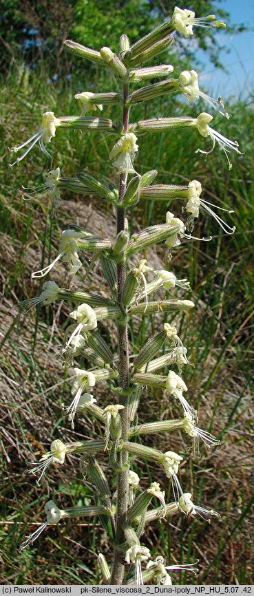 Silene viscosa (lepnica lepka)