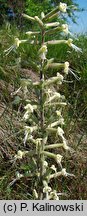 Silene viscosa (lepnica lepka)