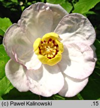 Calycanthus chinensis (kielichowiec chiński)