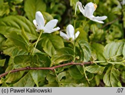 Sinojackia xylocarpa (kitajka jangsueńska)