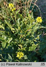 Sisymbrium austriacum (stulisz austriacki)