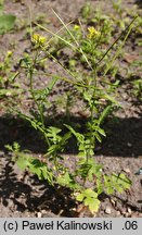 Sisymbrium irio (stulisz gładki)