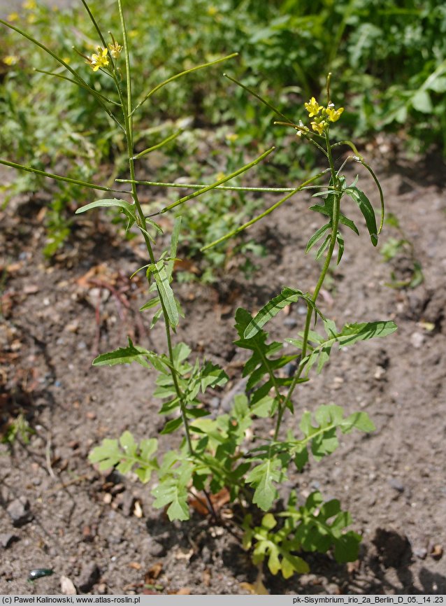 Sisymbrium irio (stulisz gładki)