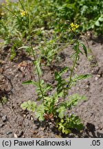 Sisymbrium irio (stulisz gładki)