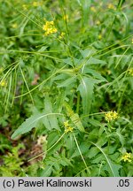 Sisymbrium irio (stulisz gładki)