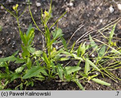 Sisymbrium irio (stulisz gładki)