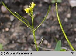 Sisymbrium irio (stulisz gładki)