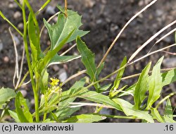 Sisymbrium irio (stulisz gładki)