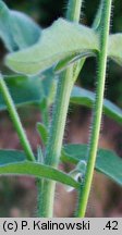 Sisymbrium orientale (stulisz wschodni)