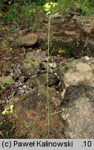 Sisymbrium orientale (stulisz wschodni)