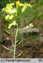 Sisymbrium orientale (stulisz wschodni)