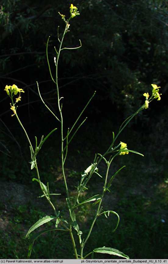 Sisymbrium orientale (stulisz wschodni)