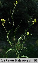 Sisymbrium orientale (stulisz wschodni)