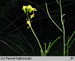 Sisymbrium orientale (stulisz wschodni)