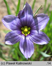 Sisyrinchium bermudiana (miecznica wąskolistna)