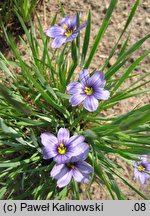 Sisyrinchium bermudiana (miecznica wąskolistna)