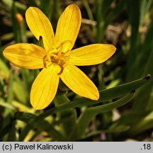 Sisyrinchium californicum (miecznica kalifornijska)