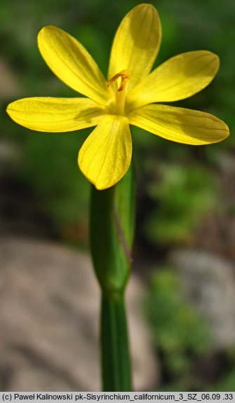 Sisyrinchium californicum (miecznica kalifornijska)