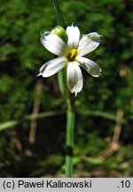 Sisyrinchium idahoense