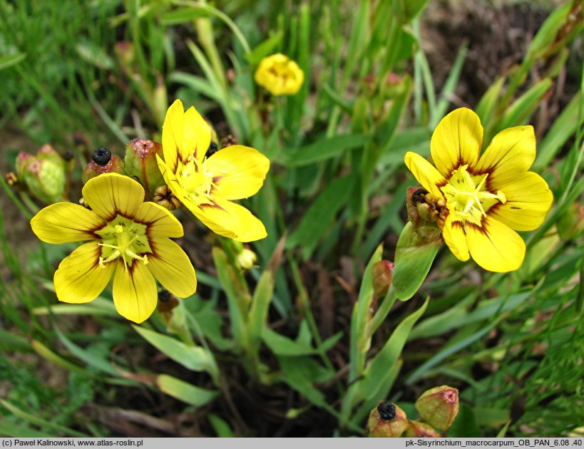 Sisyrinchium macrocarpum