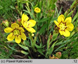 Sisyrinchium macrocarpum