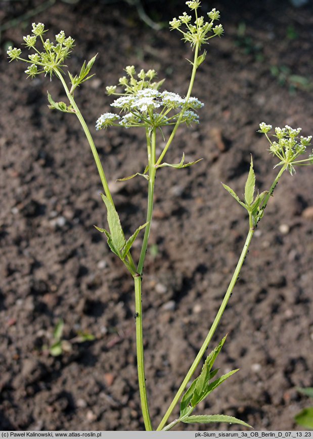 Sium sisarum (marek kucmerka)