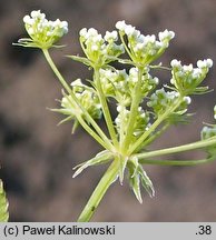 Sium sisarum (marek kucmerka)