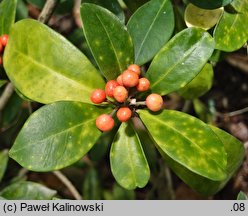 Skimmia japonica (skimmia japońska)