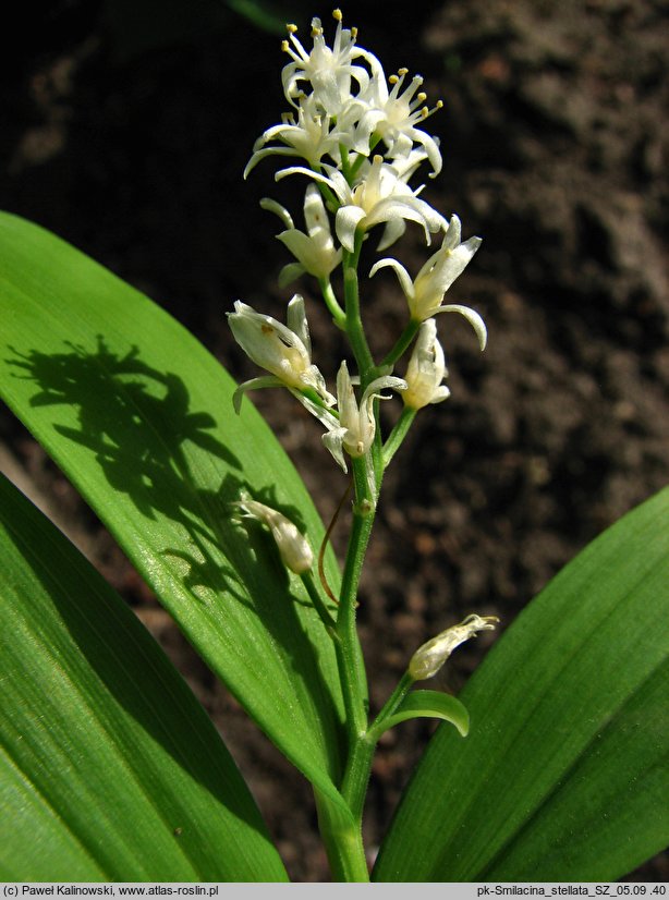 Smilacina stellata (majówka gwiazdkowata)