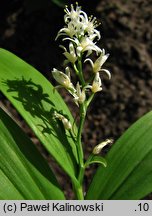 Smilacina stellata (majówka gwiazdkowata)