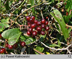 Smilax aspera (kolcorośl szorstki)