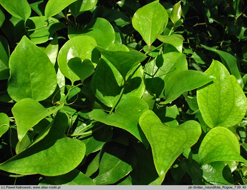 Smilax rotundifolia (kolcorośl okrągłolistny)