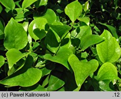 Smilax rotundifolia (kolcorośl okrągłolistny)