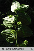 Smilax tamnoides