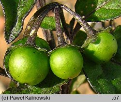 Solanum alatum (psianka skrzydlata)