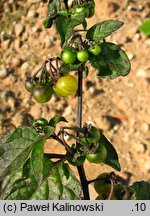 Solanum alatum (psianka skrzydlata)