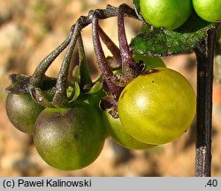 Solanum alatum (psianka skrzydlata)