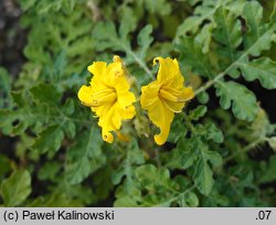 Solanum cornutum (psianka dzióbkowata)