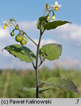 Solanum nigrum ssp. schultesii