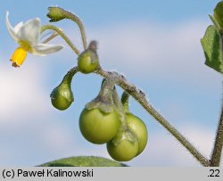 Solanum nigrum ssp. schultesii