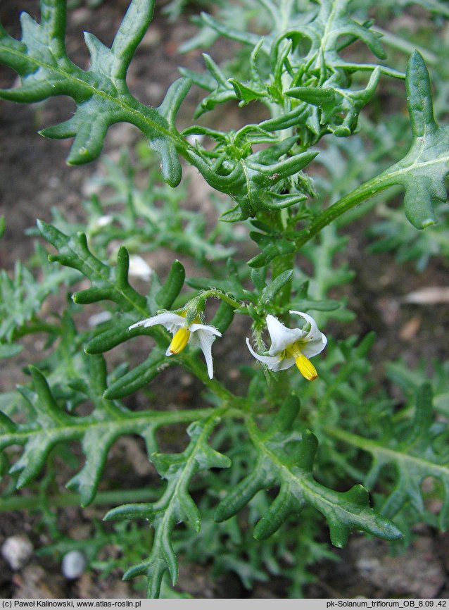 Solanum triflorum (psianka trzykwiatowa)